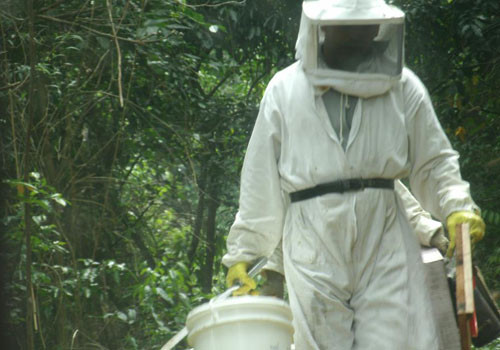 O serviço de captura de abelhas pela Defesa Civil Municipal nos anos de 2011 e 2012 mostram, na prática, que o ambiente vem sofrendo modificações positivas (Foto: Divulgação)