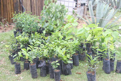 O Centro Integrado de Produção de Mudas e Alimentos da Secretaria de Agricultura e Pesca, em pleno funcionamento na Escola Técnica Agrícola Antônio Sarlo, em Guarus (Foto: Divulgação)