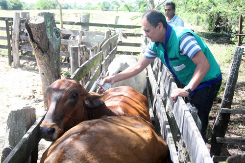 Atualmente o município de Campos possui cerca de 225 mil animais que pertencem a 1.500 produtores. Desse total, 25% do rebanho são vacinados através da prefeitura. (Foto: Divulgação)