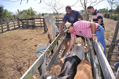 Devido ao feriado do Dia do Trabalhador (1º de maio), começa na quinta-feira (2), em Campos, a primeira etapa da campanha de vacinação contra febre aftosa. As 87 mil doses da vacina (para serem utilizadas durante o ano) foram adquiridas, com rec (Foto: Rogério Azevedo)