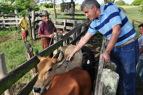A primeira etapa da Campanha de Vacinação contra a Febre Aftosa foi aberta nesta quinta-feira (2), pelo secretário de Agricultura e Pesca, Eduardo Crespo, numa propriedade na localidade de Venda Nova. (Foto: Cézar Ferreira)