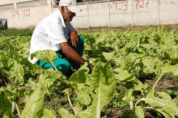 A entrega das cestas básicas aos produtores será feita na Fundação Rural de Campos (Foto: Gerson Gomes)