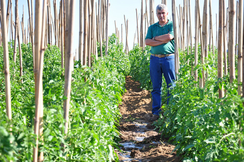 Na propriedade rural o planejamento é atingir a 100 mil pés, por enquanto pelo menos 60 mil já estão plantados (Foto: César Ferreira)