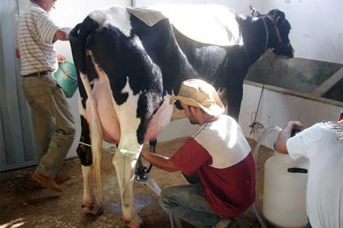 O IV Simpósio Regional de Produção Intensiva do Leite acontece na próxima quarta-feira (8) e na quinta-feira (9 (Foto: Divulgação)