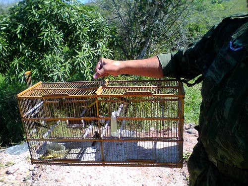 resgatados pelo Grupamento Ambiental da Guarda Civil Municipal (GCM), este ano (Foto: Divulgação)