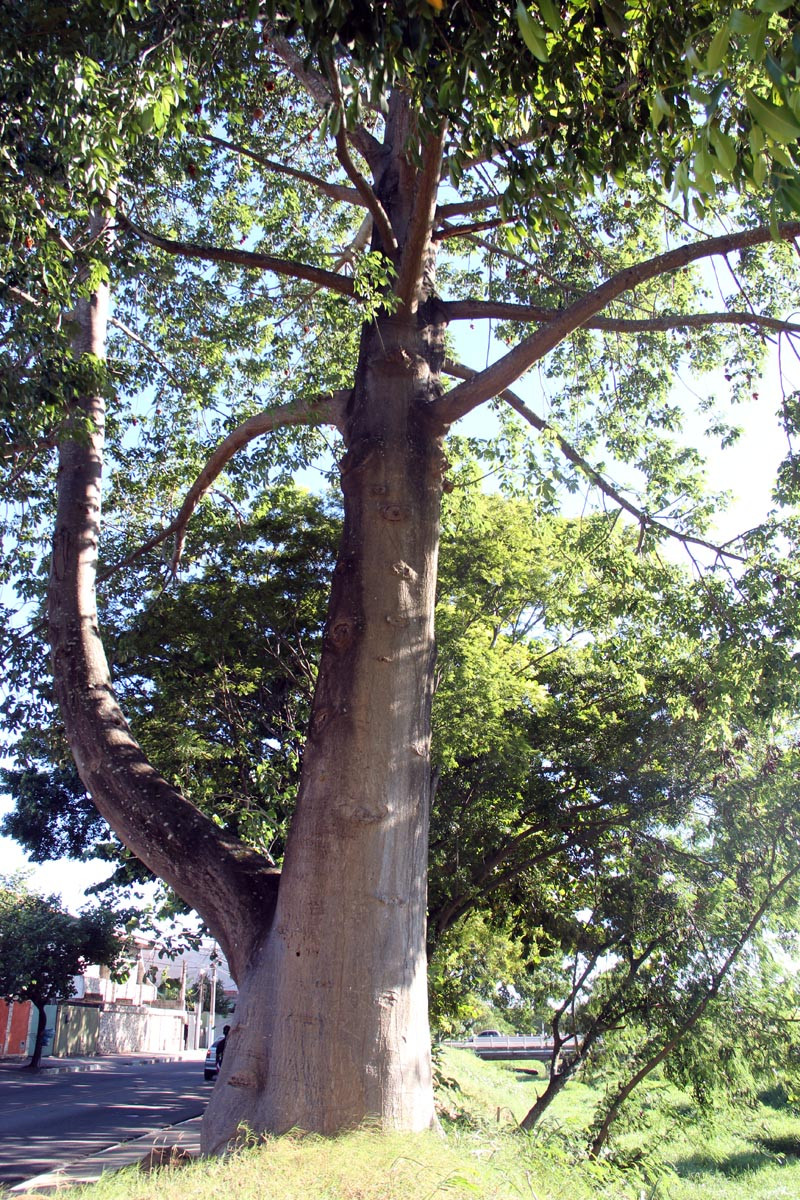 A descoberta da árvore ocorreu depois de alguns anos de pesquisa. Este é o único exemplar de um baobá (árvore sagrada de origem africana) mapeado por pesquisadores, mas sobre o qual não havia outras referências (Foto: Secom)