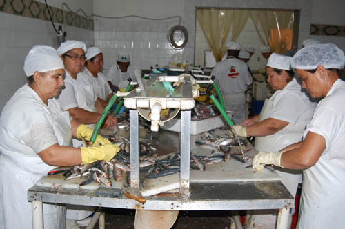 A implantação de frigorificos na Baixada solucionaria em parte um problema que afeta o pequeno produtor: as multas pelo fato do gado ser abatido fora do frigorífico (Foto: Gerson Gomes)