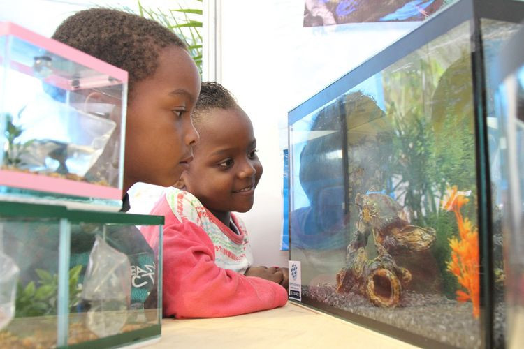 As crianças ficaram encantadas com os peixes ornamentais (Foto: Rodolfo Lins)