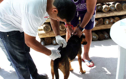 A campanha de vacinação contra a raiva em cães e gatos vem sendo realizada em postos volantes no interior do município (Foto: Divulgação)