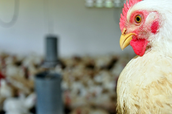 Atualmente todo o frango de corte que entra na empresa, vem do estado do Espírito Santo (Foto: César Ferreira)