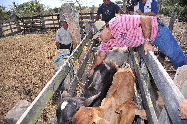 A primeira etapa da Campanha de Vacinação contra a Febre Aftosa para bovinos termina neste sábado (31). (Foto: Secom)