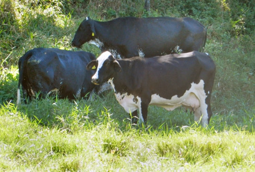 Técnicos do setor agropecuário de Minas Gerais, ligados ao programa Balde Cheio, estarão em Dores de Macabu nesta quarta-feira (4), a partir das 9h, para participar de um encontro com pecuaristas da localidade (Foto: Secom)