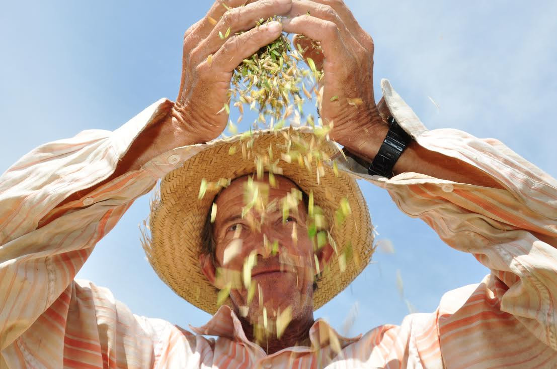 O município pretende incrementar o cultivo de arroz (Foto: César Ferreira)