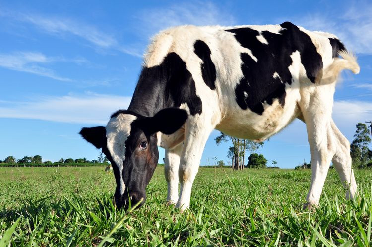 Segundo a Secretaria de Agricultura, a morte de animais acometidos pela doença é rápida, não dando tempo de qualquer intervenção, como sacrifício. (Foto: César Ferreira)