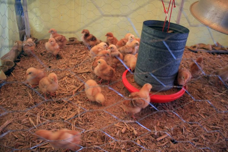 O Mais Frango cede aos produtores da agricultura familiar que aderirem ao programa, fizerem o curso e forem selecionados, uma mini granja e cerca de 1.700 pintinhos a cada um e implementos agrícolas (Foto: Secom)