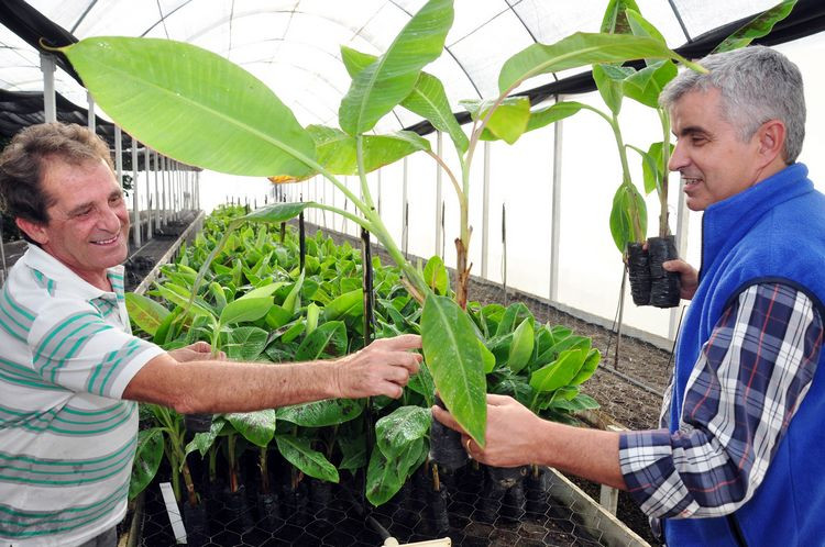 Dando continuidade ao trabalho de apoio a produtores interessados no cultivo da banana irrigada (Foto: César Ferreira)