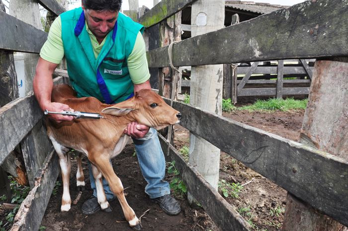 A secretaria de Agricultura foi até as localidades de Santa Maria, Morro do Coco e Vila Nova para dar continuidade à campanha de imunização contra raiva e clostridioses. (Foto: César Ferreira)