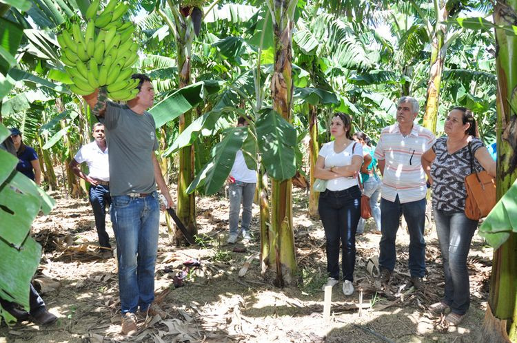 Um encontro com produtores interessados no cultivo da Banana foram apresentadas novas cultivares que estão em fase de teste para plantio em nossa região (Foto: César Ferreira)