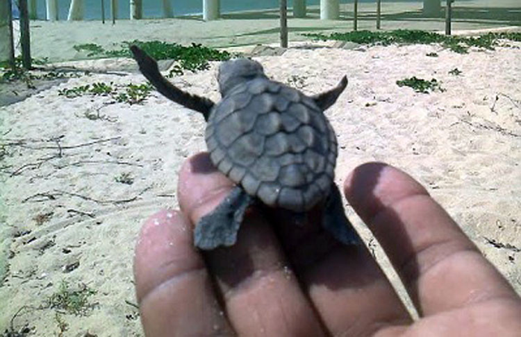 Começou neste mês e prossegue até março de 2015 a temporada de desova de tartarugas das espécies cabeçuda e careta, nas areias da Praia do Furado, na divisa entre os municípios de Campos e Quissamã (Foto: secom)