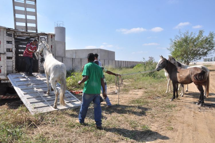 Cerca de 40 animais são recolhidos por semana (Foto: Roberto Joia)