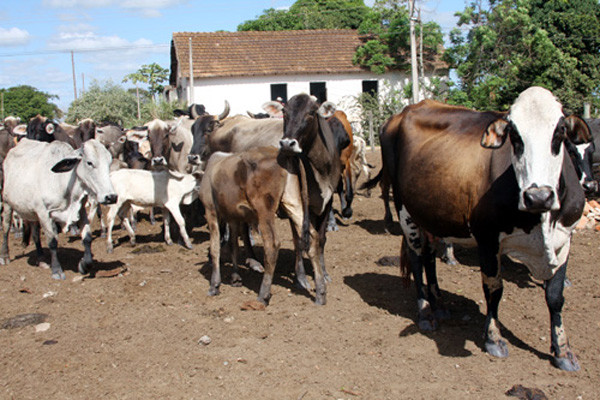 Na primeira etapa da campanha, realizada em maio, foram vacinados aproximadamente 58 mil animais (Foto: Gerson Gomes)