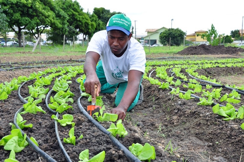 A secretaria também implantou o cultivo de legumes, como cenoura e pimentão, com sombrite, tipo de tela sobre as plantas (Foto: Secom)