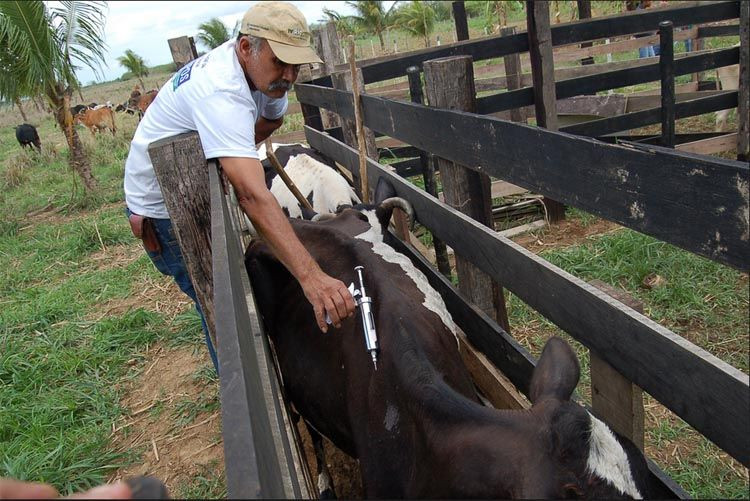 . Em Campos, a Prefeitura garante a imunização para o rebanho de produtores rurais donos de até 70 cabeças de bovinos e bubalinos (Foto: Secom)