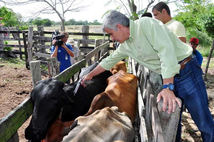 O secretário de Agricultura, Eduardo Crespo, deu início à vacinação na propriedade do pequeno produtor José Antônio Toledo, 85 anos, na localidade de Venda Nova, na Baixada Campista (Foto: César Ferreira)