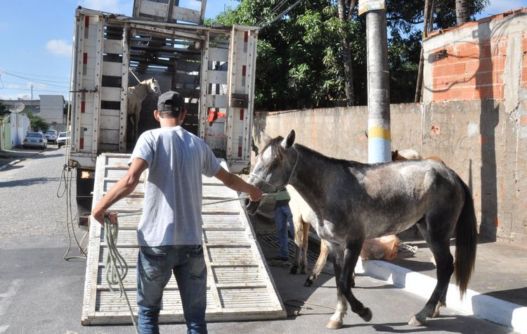 O Setor de Recolhimento de Médios e Grandes Animais do CCZ chega a recolher 40 animais/semana em rondas realizadas nas ruas de Campos (Foto: Roberto Joia)