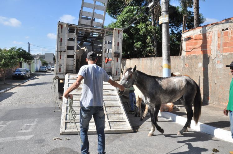 O CCZ chega a recolher 40 animais por semana, em rondas realizadas nas ruas de Campos (Foto: Roberto Joia)