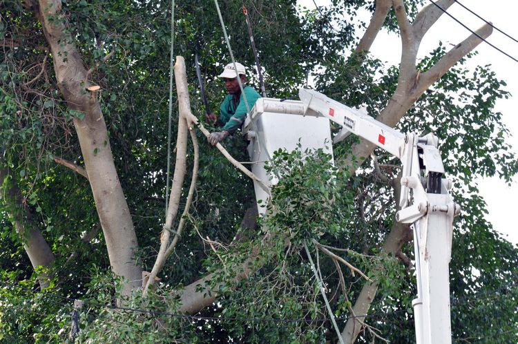 A Secretaria Municipal de Desenvolvimento Ambiental deu sequencia aos serviços de podas de árvores em Campos. A ação segue um cronograma traçado pelo órgão e está sendo realizada esta semana na Rua Nossa Senhora do Carmo, Parque Aurora (Foto: Divulgação)