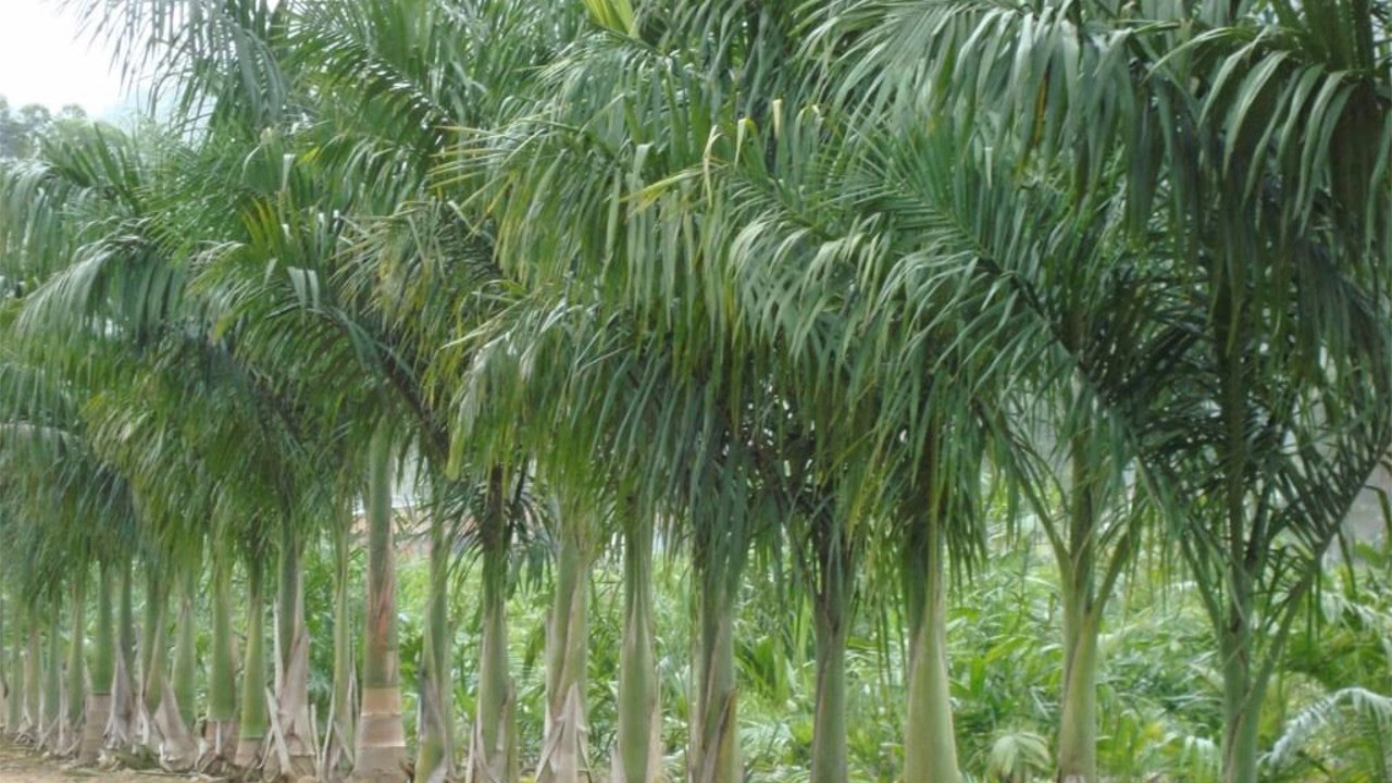 Além do ciclo de seminários, que vai acontecer nesta quinta-feira (10) e na próxima quinta-feira (17), acontece neste sábado (12) o Dia de Campo no distrito de Morangaba (Foto: Divulgação)