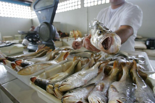 O pescado pode ser encontrado no Mercado Municipal em quantidade (Foto: Divulgação)